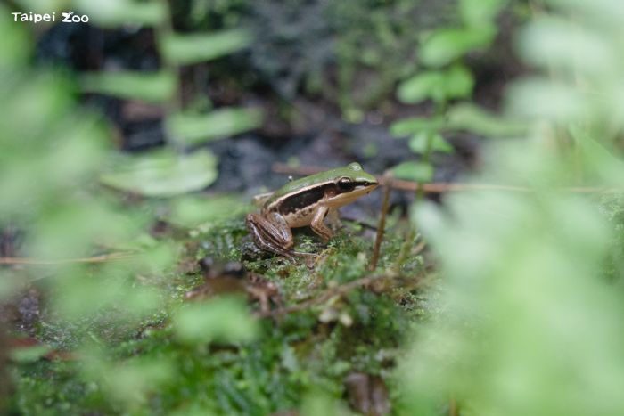 春日蛙聲響起！認識臺北赤蛙的生命故事，一起守護濕地與水域環境